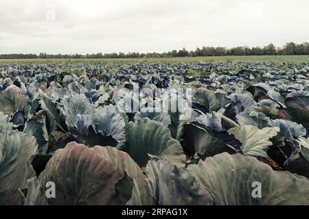 Querformat eines frisch wachsende Kohl-Feldes. Stockfoto