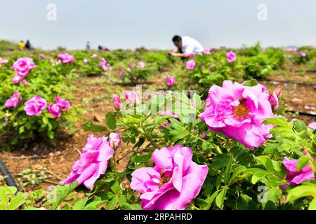 (190512) -- JINAN, 12. Mai 2019 (Xinhua) -- Menschen besuchen Qilu Wine Home Cultural Creativity Industrial Park in der Stadt Anqiu, ostchinesische Provinz Shandong, am 12. Mai 2019. Die Qinglong Mountain Area der Wirtschaftsentwicklungszone Anqiu, ursprünglich ein stillgelegter Steinbruch mit empfindlicher Umgebung, wurde heute zu einer Touristikstadt. Die Umwandlung erfolgt mit sieben Jahren Aufwand von Shandong Jingzhi Wine Co., Ltd., die Qilu Wine Home Kulturindustriepark auf dem ehemaligen Steinbruch baut. (Xinhua/Guo Xulei) CHINA-SHANDONG-ANQIU-CULTURAL CREATIVITY INDUSTRIAL PARK (CN) PUBLICATIONxNOTxINxCHN Stockfoto