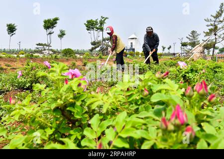 (190512) -- JINAN, 12. Mai 2019 (Xinhua) -- Dorfbewohner kümmern sich um den Rosengarten im Qilu Wine Home Cultural Creativity Industrial Park in der Stadt Anqiu in der ostchinesischen Provinz Shandong. Die Qinglong Mountain Area der Wirtschaftsentwicklungszone Anqiu, ursprünglich ein stillgelegter Steinbruch mit empfindlicher Umgebung, wurde heute zu einer Touristikstadt. Die Umwandlung erfolgt mit sieben Jahren Aufwand von Shandong Jingzhi Wine Co., Ltd., die Qilu Wine Home Kulturindustriepark auf dem ehemaligen Steinbruch baut. (Xinhua/Guo Xulei) CHINA-SHANDONG-ANQIU-CULTURAL CREATIVITY INDUSTRIAL PARK (CN) PUBLICATIONxNOTxINxCH Stockfoto