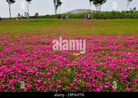 (190512) -- JINAN, 12. Mai 2019 (Xinhua) -- Menschen besuchen Qilu Wine Home Cultural Creativity Industrial Park in der Stadt Anqiu, ostchinesische Provinz Shandong, am 12. Mai 2019. Die Qinglong Mountain Area der Wirtschaftsentwicklungszone Anqiu, ursprünglich ein stillgelegter Steinbruch mit empfindlicher Umgebung, wurde heute zu einer Touristikstadt. Die Umwandlung erfolgt mit sieben Jahren Aufwand von Shandong Jingzhi Wine Co., Ltd., die Qilu Wine Home Kulturindustriepark auf dem ehemaligen Steinbruch baut. (Xinhua/Guo Xulei) CHINA-SHANDONG-ANQIU-CULTURAL CREATIVITY INDUSTRIAL PARK (CN) PUBLICATIONxNOTxINxCHN Stockfoto