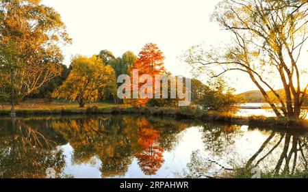 (190512) -- CANBERRA, 12. Mai 2019 (Xinhua) -- Foto vom 11. Mai 2019 zeigt einen Blick auf den Weston Park in Canberra, Australien. (Xinhua/Zhang Xinxin) AUSTRALIA-CANBERRA-HERBSTLANDSCHAFT PUBLICATIONxNOTxINxCHN Stockfoto