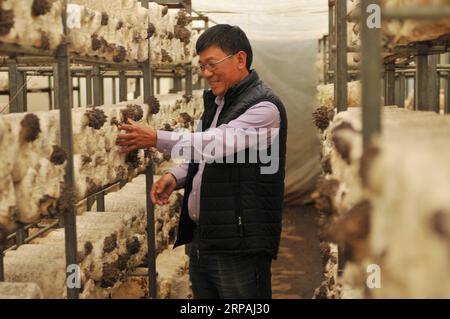 (190512) -- CANBERRA, 12. Mai 2019 (Xinhua) -- Aktenfoto vom 15. April 2019 zeigt Wu Penghui, Besitzer der Gooda Creek Pilzfarm, der Pilze auf der Farm kontrolliert, etwa 30 Minuten Fahrt von Australiens Hauptstadt Canberra entfernt. Gooda Creek ist eine der größten Pilzfarmen Australiens, die unter allen Farmen des Landes die meisten Pilzarten aufweist. Neben dem parlamentsgebäude sind auch Supermärkte wie Costco und Coles ihre Kunden. ZUM Feature: Chinas Veränderungen, die von australischen Pilzen verkörpert werden. (Xinhua/Bai Xu) AUSTRALIA-CANBERRA-PILZFARM PUBLICATIONxNOTxINxCHN Stockfoto