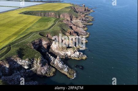 Dateifoto vom 07/21 der Arbroath Cliffs, unter denen sich ein Höhlennetz entlang der Angus-Küste befindet, da eine Naturschutzorganisation die Küstengemeinden Schottlands anspricht, da sie den „unerfüllten Traum“ von einem Küsten- und Meeresnationalpark ändern will. Stockfoto