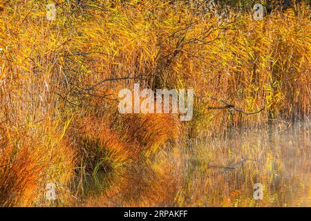 Schilf und Grasbüschel am Wasserrand im Herbst Stockfoto