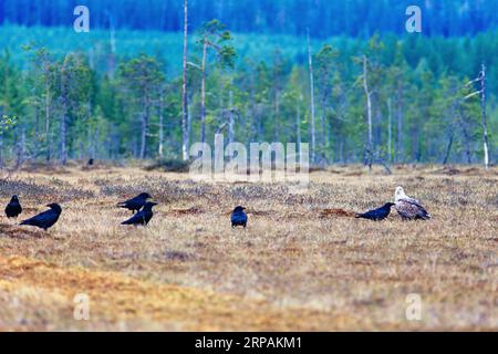 Seeadler sitzt auf einem Moor mit einer Schar Ravens Stockfoto