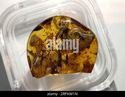(190514) -- NANJING, 14. Mai 2019 (Xinhua) -- Foto aufgenommen am 14. Mai 2019 zeigt den ersten bekannten Bernstein, der ein altes Meerestier namens Ammonit umhüllt, am Nanjing Institut für Geologie und Paläontologie der Chinesischen Akademie der Wissenschaften (NIGPAS) in Nanjing, der ostchinesischen Provinz Jiangsu. Eine internationale Gruppe unter der Leitung chinesischer Wissenschaftler identifizierte den ersten bekannten Bernstein, der ein altes Meerestier namens Ammonit vor etwa 100 Millionen Jahren umhüllte. Die Studie, die am Montag in den Proceedings of the National Academy of Sciences veröffentlicht wurde, beschreibt den 6,08 Gramm Bernstein, der 33 mm lang, 9,5 mm breit und ist Stockfoto
