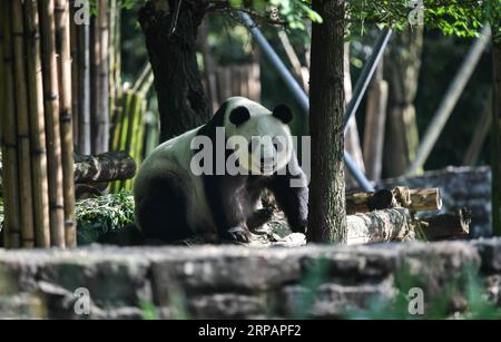 Entertainment Bilder des Tages (190517) -- CHENGDU, 17. Mai 2019 (Xinhua) -- Foto aufgenommen am 16. Mai 2019 zeigt den Riesenpanda Bai Yun auf der Qingchengshan-Basis des China Conservation and Research Center for Giant Pandas in Dujiangyan, südwestlich der chinesischen Provinz Sichuan. Zwei riesige Pandas sind nach China zurückgekehrt, nachdem sie jahrelang in den Vereinigten Staaten geblieben sind. Die siebenundzwanzigjährige Riesenpanda Bai Yun und ihr Sohn, der sechsjährige Xiao Liwu, kamen am Donnerstag in der Provinz Sichuan an, nachdem die Vereinbarung mit China über einen Schutzkredit des San Diego Zoo endete. (Xinhua/Xue Yubin) CHINA-SICHUAN-US-RIESE Stockfoto