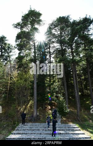 (190517) -- YICHUN, 17. Mai 2019 (Xinhua) -- Besucher spazieren durch koreanische Kiefern im Wuying National Forest Park in YICHUN, nordöstliche chinesische Provinz Heilongjiang, 15. Mai 2019. Der Park ist mit 93,2 Prozent der Waldbedeckungsrate berühmt für gut erhaltene koreanische Kiefern. (Xinhua/Wang Jianwei) CHINA-YICHUN-NATIONAL FOREST PARK (CN) PUBLICATIONxNOTxINxCHN Stockfoto