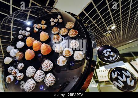 (190517) -- PEKING, 17. Mai 2019 (Xinhua) -- verschiedene Muscheln werden im Bangkok Seashell Museum in Bangkok, Thailand, 18. Mai 2017 ausgestellt. Samstag ist der Internationale Museumstag. (Xinhua/Li Mangmang) INTERNATIONALER MUSEUMSTAG PUBLICATIONxNOTxINxCHN Stockfoto