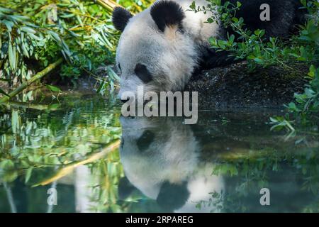 (190518) -- PEKING, 18. Mai 2019 (Xinhua) -- RiesenPanda Yang Yang trinkt Wasser im Schönbrunn Zoo in Wien, Österreich, 17. Mai 2019. (Xinhua/Guo Chen) XINHUA FOTOS DES TAGES PUBLICATIONxNOTxINxCHN Stockfoto