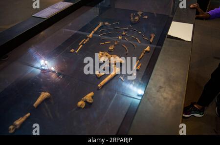 (190518) -- PEKING, 18. Mai 2019 (Xinhua) -- Foto aufgenommen am 17. Mai 2019 zeigt die gefälschten Fossilien von Lucy im National Museum of Ethiopia in Addis Abeba, Äthiopien. Lucy, ein 3,2 Millionen Jahre altes weibliches Skelett-Fossil, wurde 1974 in Äthiopien entdeckt. Am 18. Mai findet der Internationale Museumstag statt. (Xinhua/LYU Shuai) INTERNATIONALER MUSEUMSTAG PUBLICATIONxNOTxINxCHN Stockfoto