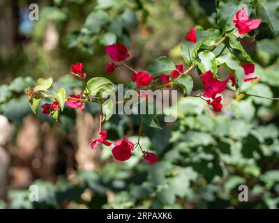 Ein Stängel aus dunkelrosa roten Papierblättern und grünen Blättern auf einer Bougainvillea-Rebe Stockfoto