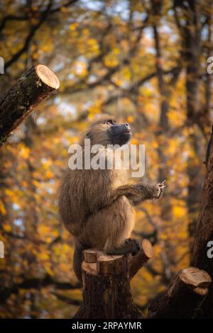 Neugieriger Guinea-Pavian im Zoologischen Garten des Herbstes. Der Braunaffe im Zoo während der bunten Herbstsaison. Stockfoto