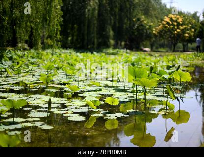 (190523) -- TIANJIN, 23. Mai 2019 (Xinhua) -- Foto vom 23. Mai 2019 zeigt Lotusblüten in einem botanischen Garten im nordchinesischen Tianjin Economic-Technological Development Area (TEDA). Fast zehn Jahre grünende Bemühungen haben einen salzhaltigen, alkalischen Sumpf erfolgreich in einen botanischen Garten mit über 6.000 Pflanzenarten verwandelt. Der Garten dient heute als Pflanzenkapital in TEDA für wissenschaftliche Forschung, wissenschaftliche Ausbildung, Demonstration und Unterhaltung. (Xinhua/Yue Yuewei) CHINA-TIANJIN-ÖKOLOGISCHER SCHUTZ (CN) PUBLICATIONxNOTxINxCHN Stockfoto