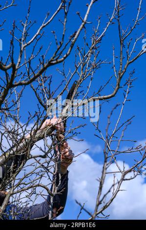 Baumschnitt mit einer Handsäge, Gärtner arbeitet im Garten mit Obstbäumen, Frühlingsarbeiten im Garten. Stockfoto