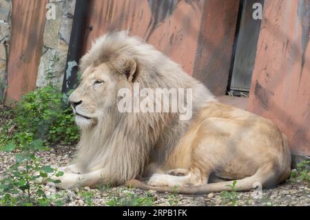 (190524) -- SZEGED (UNGARN), 24. Mai 2019 -- Timba, Vater eines neugeborenen weißen Löwenjungen, wird am 24. Mai 2019 im Szeged Zoo in Szeged, etwa 150 km südlich von Budapest, Ungarn, gesehen. Ein seltener weißer Löwe, der im Mai im Szeged Zoo in Südungarn geboren wurde, trat am Freitag zum ersten Mal öffentlich auf. Das weibliche Löwenjunge heißt Sonja. UNGARN-SZEGED-WEISSES LÖWENJUNGE AttilaxVolgyi PUBLICATIONxNOTxINxCHN Stockfoto