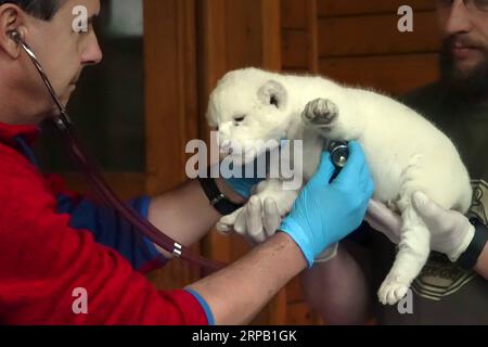 (190524) -- SZEGED (UNGARN), 24. Mai 2019 -- Ärzte untersuchen am 24. Mai 2019 ein neugeborenes weißes Löwenjunge im Szeged Zoo in Szeged, etwa 150 km südlich von Budapest, Ungarn. Ein seltener weißer Löwe, der im Mai im Szeged Zoo in Südungarn geboren wurde, trat am Freitag zum ersten Mal öffentlich auf. Das weibliche Löwenjunge heißt Sonja. UNGARN-SZEGED-WEISSES LÖWENJUNGE AttilaxVolgyi PUBLICATIONxNOTxINxCHN Stockfoto