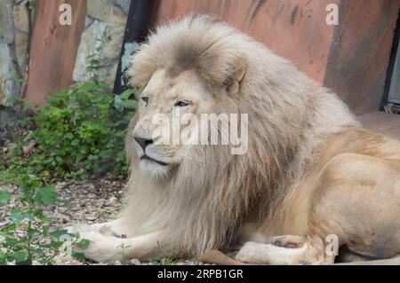 (190524) -- SZEGED (UNGARN), 24. Mai 2019 -- Timba, Vater eines neugeborenen weißen Löwenjungen, wird am 24. Mai 2019 im Szeged Zoo in Szeged, etwa 150 km südlich von Budapest, Ungarn, gesehen. Ein seltener weißer Löwe, der im Mai im Szeged Zoo in Südungarn geboren wurde, trat am Freitag zum ersten Mal öffentlich auf. Das weibliche Löwenjunge heißt Sonja. UNGARN-SZEGED-WEISSES LÖWENJUNGE AttilaxVolgyi PUBLICATIONxNOTxINxCHN Stockfoto