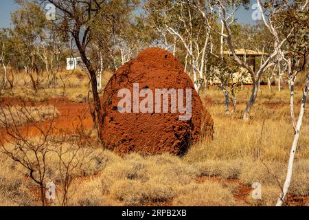 Der rote Termitenberg im Karijini-Nationalpark, Western Australia Stockfoto