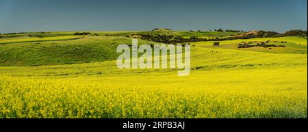Wunderschöne blühende Rapsfelder in Western Australia Stockfoto