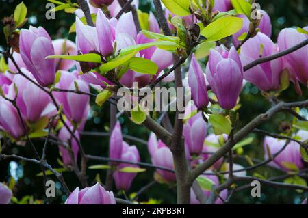 Magnolia grandiflora Blooming in the Southern Hermisphere Spring, Victoria, Australien, September 2023 Stockfoto