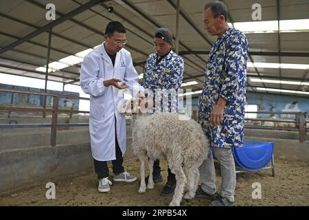 (190528) -- WUZHONG, 28. Mai 2019 (Xinhua) -- Feng Huan (1. L) stellt das Wissen über die Prävention von Krankheiten in der ökologischen Ranch Ningxin in der Provinz Yanchi der Autonomen Region Ningxia Hui vor, 27. Mai 2019. Feng Huan, geboren 1990, wuchs im Yanchi County von Ningxia auf, wo das Hammelfleisch der Tan-Schafe für seinen feinen Geschmack und seine reiche Ernährung bekannt ist. Nach seinem Abschluss an der Ningxia University im Jahr 2012 arbeitete Feng mehrere Jahre in Peking mit einem stabilen Einkommen. Im Oktober 2015 kehrte er in seine Heimatstadt zurück, um sich um seine Familien zu kümmern. Durch technische Beratung trat Feng der Ningxin Ecological Ra bei Stockfoto