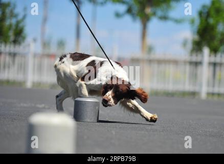 (190530) -- HARBIN, 30. Mai 2019 (Xinhua) -- Ein Polizeihund wird bei einer Übung in Harbin, nordöstliche Provinz Heilongjiang, 30. Mai 2019, trainiert. (Xinhua/Liu Song) CHINA-HARBIN-POLICE DOG TRAINING (CN) PUBLICATIONxNOTxINxCHN Stockfoto