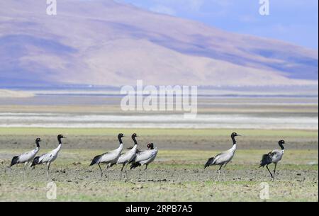 (190530) -- YADONG, 30. Mai 2019 (Xinhua) -- Schwarzhalskraniche ruhen auf dem Doqen Co (See) im Yadong County, südwestchinesische Autonome Region Tibet, 29. Mai 2019. (Xinhua/Zhang Rufeng) CHINA-TIBET-YADONG-BLACK-NECK CRANES (CN) PUBLICATIONxNOTxINxCHN Stockfoto