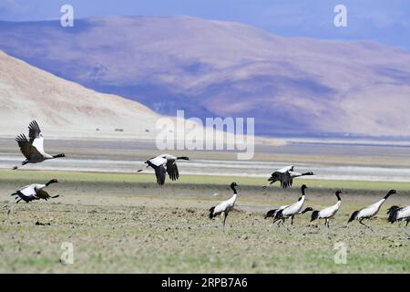 (190530) -- YADONG, 30. Mai 2019 (Xinhua) -- Schwarzhalskraniche ruhen auf dem Doqen Co (See) im Yadong County, südwestchinesische Autonome Region Tibet, 29. Mai 2019. (Xinhua/Zhang Rufeng) CHINA-TIBET-YADONG-BLACK-NECK CRANES (CN) PUBLICATIONxNOTxINxCHN Stockfoto