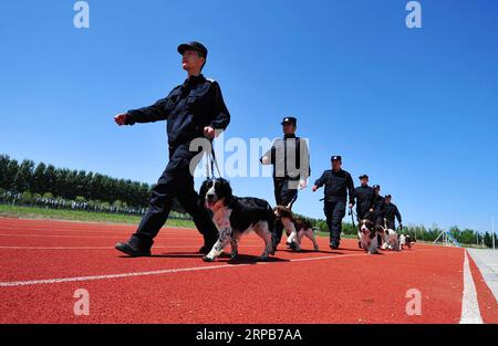 (190530) -- HARBIN, 30. Mai 2019 (Xinhua) -- Polizeihunde und -Trainer werden bei einer Übung in Harbin, nordöstliche Provinz Heilongjiang, am 30. Mai 2019 gesehen. (Xinhua/Liu Song) CHINA-HARBIN-POLICE DOG TRAINING (CN) PUBLICATIONxNOTxINxCHN Stockfoto