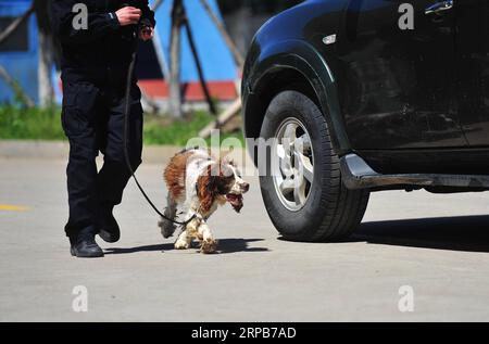 (190530) -- HARBIN, 30. Mai 2019 (Xinhua) -- Ein Polizeihund schnüffelt bei einer Übung in Harbin, nordöstliche chinesische Provinz Heilongjiang, 30. Mai 2019. (Xinhua/Liu Song) CHINA-HARBIN-POLICE DOG TRAINING (CN) PUBLICATIONxNOTxINxCHN Stockfoto