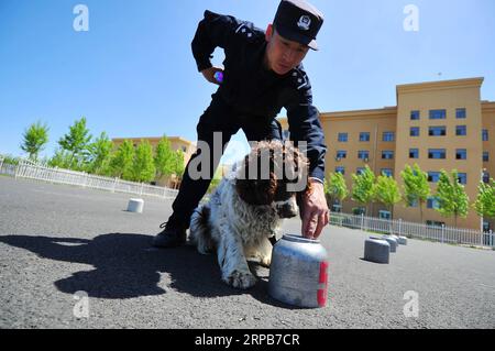 (190530) -- HARBIN, 30. Mai 2019 (Xinhua) -- Ein Polizeihund wird bei einer Übung in Harbin, nordöstliche Provinz Heilongjiang, 30. Mai 2019, trainiert. (Xinhua/Liu Song) CHINA-HARBIN-POLICE DOG TRAINING (CN) PUBLICATIONxNOTxINxCHN Stockfoto