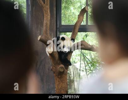 (190601) -- SHANGHAI, 1. Juni 2019 (Xinhua) -- Foto aufgenommen am 1. Juni 2019 zeigt das zehn Monate alte Pandabäubchen, das auf dem Baum im Shanghai Wild Animal Park in Shanghai, dem ostchinesischen Shanghai, ruht. Das Panda-Jungtier heißt Qiqi bei einer Namenszeremonie am Samstag. (Xinhua/Ding Ting) CHINA-SHANGHAI-PANDA CUB(CN) PUBLICATIONxNOTxINxCHN Stockfoto