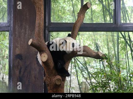 (190601) -- SHANGHAI, 1. Juni 2019 (Xinhua) -- Foto aufgenommen am 1. Juni 2019 zeigt das zehn Monate alte Pandabäubchen, das auf dem Baum im Shanghai Wild Animal Park in Shanghai, dem ostchinesischen Shanghai, ruht. Das Panda-Jungtier heißt Qiqi bei einer Namenszeremonie am Samstag. (Xinhua/Ding Ting) CHINA-SHANGHAI-PANDA CUB(CN) PUBLICATIONxNOTxINxCHN Stockfoto