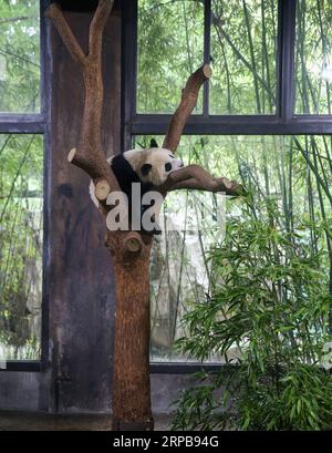 (190601) -- SHANGHAI, 1. Juni 2019 (Xinhua) -- Foto aufgenommen am 1. Juni 2019 zeigt das zehn Monate alte Pandabäubchen, das auf dem Baum im Shanghai Wild Animal Park in Shanghai, dem ostchinesischen Shanghai, ruht. Das Panda-Jungtier heißt Qiqi bei einer Namenszeremonie am Samstag. (Xinhua/Ding Ting) CHINA-SHANGHAI-PANDA CUB(CN) PUBLICATIONxNOTxINxCHN Stockfoto