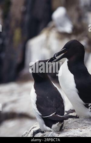 Love on the Wing: Entwined Beaks of Razorbills Stockfoto