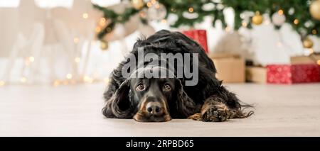 Gordon Setter Hund liegt in der Weihnachtszeit auf dem Boden mit Weihnachtsbaum auf dem Hintergrund. Reinrassige Haustier doggy zu Hause mit Silvester Lichter Stockfoto