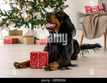 Gordon Setter Hund liegt in der Weihnachtszeit auf dem Boden mit Weihnachtsgeschenk-Box. Reinrassige Haustier doggy mit Neujahrsgeschenk Stockfoto