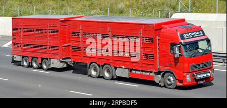 Lebensmittelversorgungskette lkw-Transportunternehmen Red Volvo LKW und belüfteter Anhänger für den Transport von Viehtieren auf der Autobahn M25 Essex England Großbritannien Stockfoto