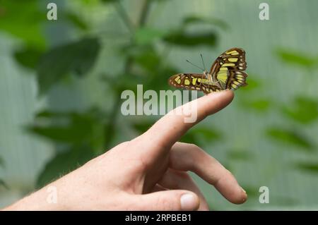 (190606) -- BUDAPEST, 6. Juni 2019 -- Ein Schmetterling wird am 6. Juni 2019 im Schmetterlingsgarten des Zoo Budapest in Budapest, Ungarn, gesehen. Der Zoo Budapest eröffnete seinen Schmetterlingsgarten für die aktuelle Saison mit etwa 21 Arten tropischer Schmetterlinge. UNGARN-BUDAPEST-ZOO-SCHMETTERLING AttilaxVolgyi PUBLICATIONxNOTxINxCHN Stockfoto