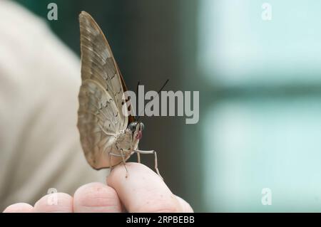 (190606) -- BUDAPEST, 6. Juni 2019 -- Ein Schmetterling wird am 6. Juni 2019 im Schmetterlingsgarten des Zoo Budapest in Budapest, Ungarn, gesehen. Der Zoo Budapest eröffnete seinen Schmetterlingsgarten für die aktuelle Saison mit etwa 21 Arten tropischer Schmetterlinge. UNGARN-BUDAPEST-ZOO-SCHMETTERLING AttilaxVolgyi PUBLICATIONxNOTxINxCHN Stockfoto