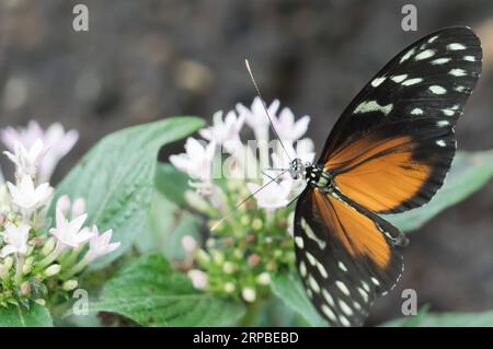 (190606) -- BUDAPEST, 6. Juni 2019 -- Ein Schmetterling wird am 6. Juni 2019 im Schmetterlingsgarten des Zoo Budapest in Budapest, Ungarn, gesehen. Der Zoo Budapest eröffnete seinen Schmetterlingsgarten für die aktuelle Saison mit etwa 21 Arten tropischer Schmetterlinge. UNGARN-BUDAPEST-ZOO-SCHMETTERLING AttilaxVolgyi PUBLICATIONxNOTxINxCHN Stockfoto