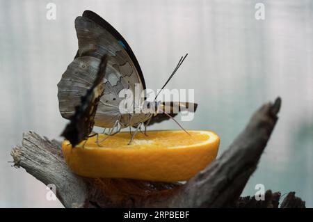 (190606) -- BUDAPEST, 6. Juni 2019 -- Ein Schmetterling wird am 6. Juni 2019 im Schmetterlingsgarten des Zoo Budapest in Budapest, Ungarn, gesehen. Der Zoo Budapest eröffnete seinen Schmetterlingsgarten für die aktuelle Saison mit etwa 21 Arten tropischer Schmetterlinge. UNGARN-BUDAPEST-ZOO-SCHMETTERLING AttilaxVolgyi PUBLICATIONxNOTxINxCHN Stockfoto