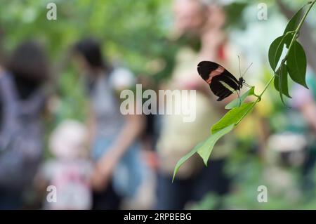 (190606) -- BUDAPEST, 6. Juni 2019 -- Ein Schmetterling wird am 6. Juni 2019 im Schmetterlingsgarten des Zoo Budapest in Budapest, Ungarn, gesehen. Der Zoo Budapest eröffnete seinen Schmetterlingsgarten für die aktuelle Saison mit etwa 21 Arten tropischer Schmetterlinge. UNGARN-BUDAPEST-ZOO-SCHMETTERLING AttilaxVolgyi PUBLICATIONxNOTxINxCHN Stockfoto