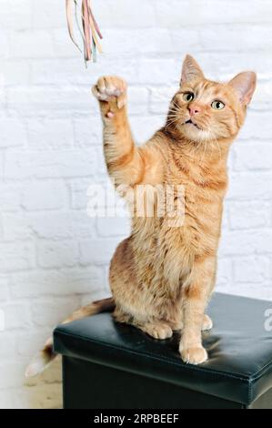 Verspielte rote Katze sitzt auf einem Hocker und spielt mit einem Stock. Stockfoto