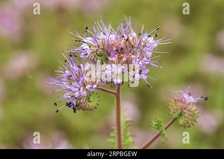 Blue tansy oder Phacelia tanacetifolia, auch bekannt als Scorpionweed oder Heliotrop, das auf dem Feld als Deckpflanze angebaut wird, selektiver Fokus Stockfoto