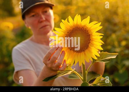 Frau Agronomistin und Farmarbeiterin mit Trucker-Hut, die die Ernte im blühenden Sonnenblumenfeld untersucht. Konzept Landwirtschaft und Landwirtschaft. Selektiver Fokus. Stockfoto