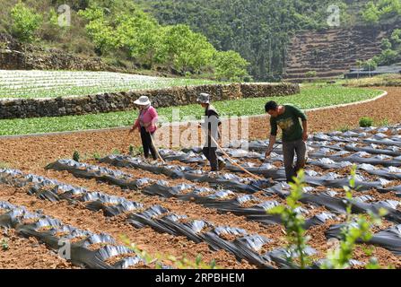 (190609) -- KUNMING, 9. Juni 2019 (Xinhua) -- Bauern arbeiten auf einem Feld im Dorf Longzheng im Kreis Xichou, Provinz Yunnan im Südwesten Chinas, 17. April 2019. Das Xichou County im Südosten von Yunnan litt unter steiniger Wüstenbildung, wo 99,9 Prozent des Countys von Gebirgsgebieten und 75,4 Prozent von Karstformationen bedeckt sind. Das County geriet aufgrund der schwierigen Naturbedingungen in Armut. Im Jahr 1990 begannen die Menschen hier, gegen die schwierige Umgebung zu kämpfen, um ihr Leben zu verändern. Sie arbeiteten hart daran, die felsigen Länder zurückzuerobern, Straßen in bergigen Gebieten auszuheben, nach dem Wald Stockfoto