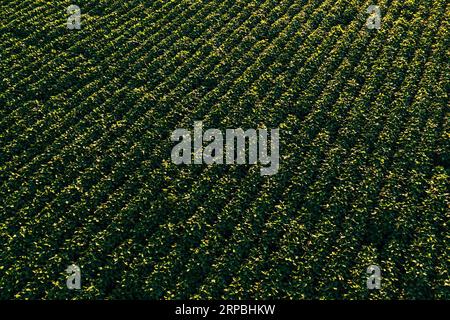 Luftaufnahme von angebautem Sojabohnenfeld aus Drohnen-pov. Blick auf Glycine Max Plantage im Sommer bei Sonnenuntergang. Stockfoto