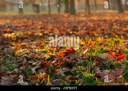 Streuung trockener Herbsteichenblätter auf Grasrasen an sonnigen Tagen. Nahaufnahme von bunten gefallenen Blättern im Park im warmen Herbst mit verschwommenem Hintergrund. Das Konzept des Herbsthintergrunds. Stockfoto